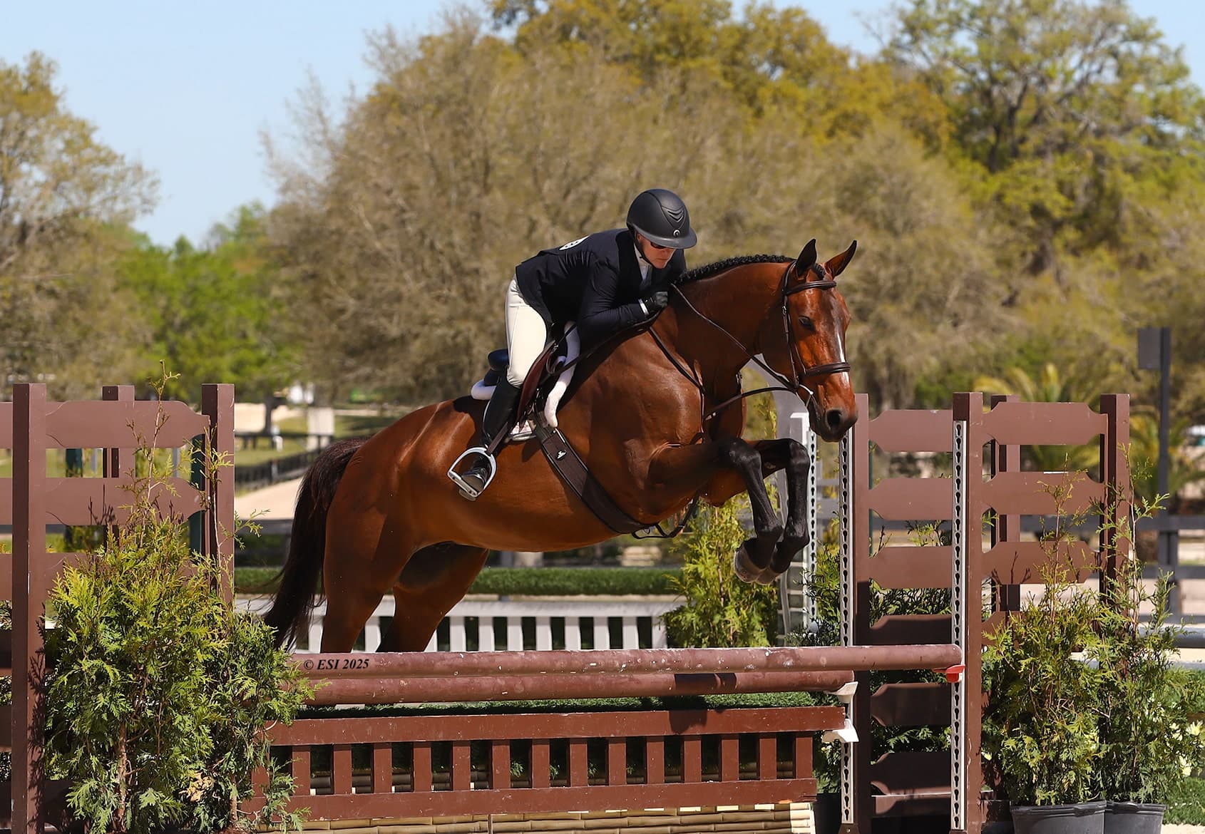 Lesley Cox Equestrian clearing an oxer, Parrish, FL